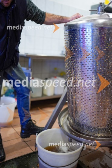 Trgatev grozdja na Meranovem