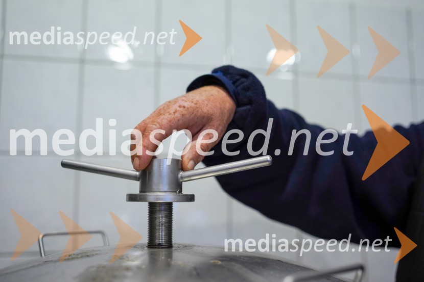 Trgatev grozdja na Meranovem