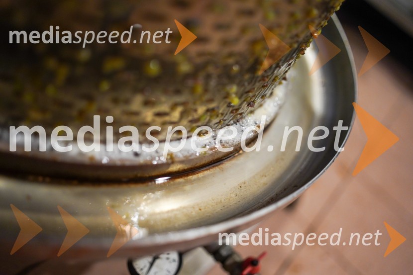 Trgatev grozdja na Meranovem