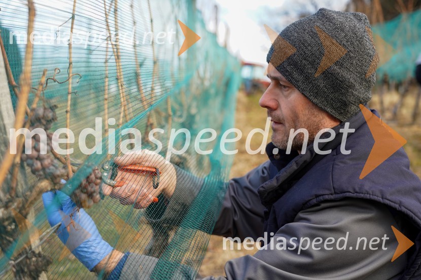  Uroš Kavkler, strokovni sodelavec, FKBV, MeranovoTrgatev grozdja na Meranovem