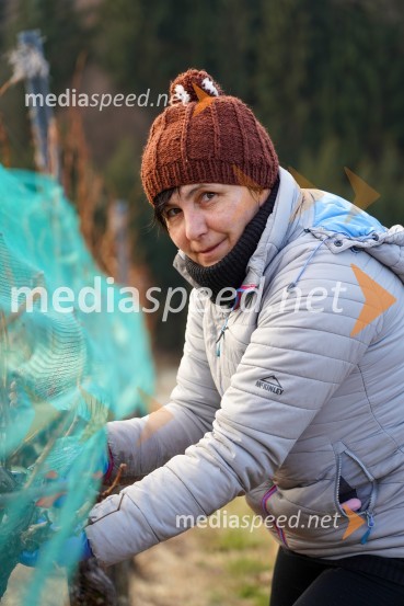 Trgatev grozdja na Meranovem