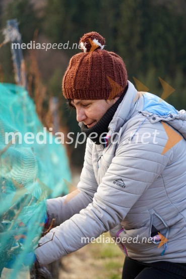 Trgatev grozdja na Meranovem