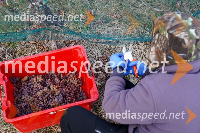 Trgatev grozdja na Meranovem