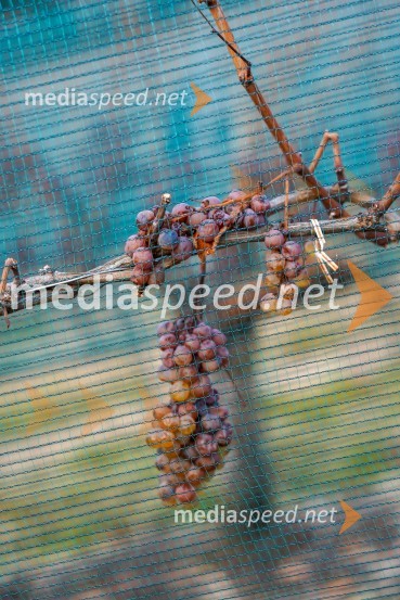 Trgatev grozdja na Meranovem