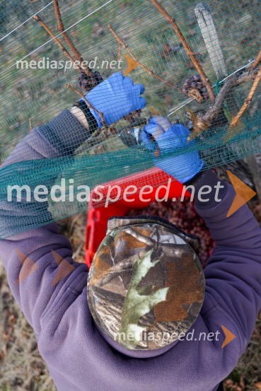 Trgatev grozdja na Meranovem