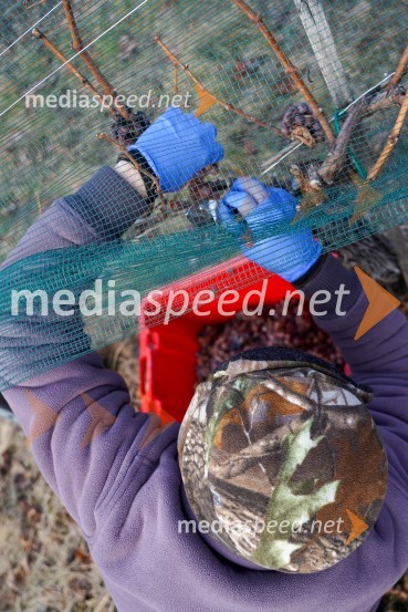 Trgatev grozdja na Meranovem