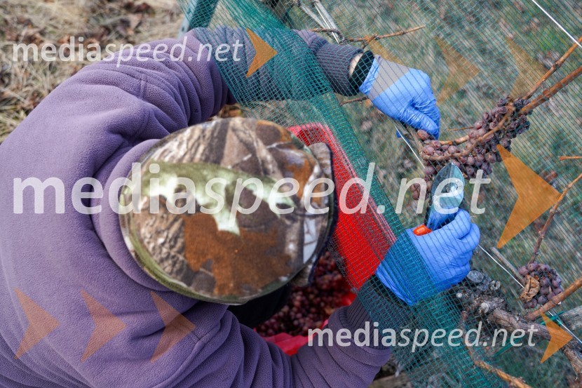 Trgatev grozdja na Meranovem