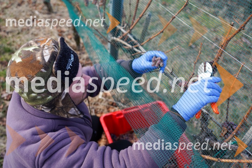 Trgatev grozdja na Meranovem