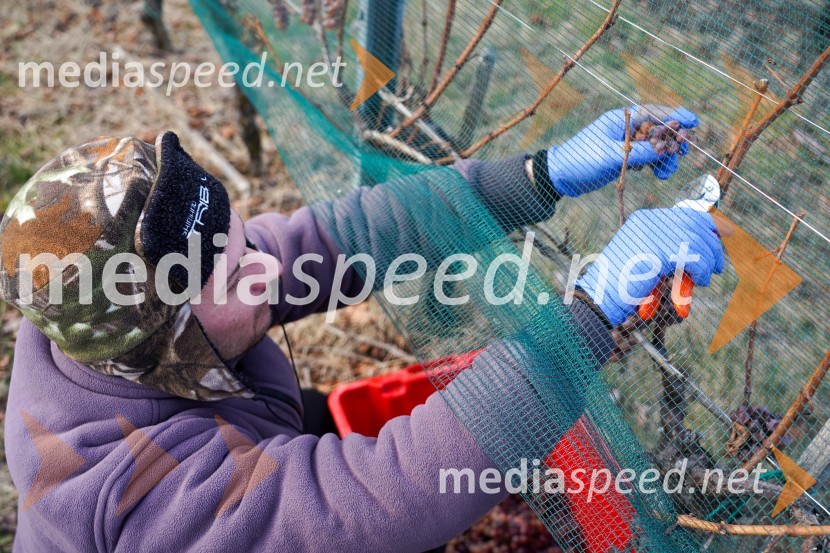 Trgatev grozdja na Meranovem