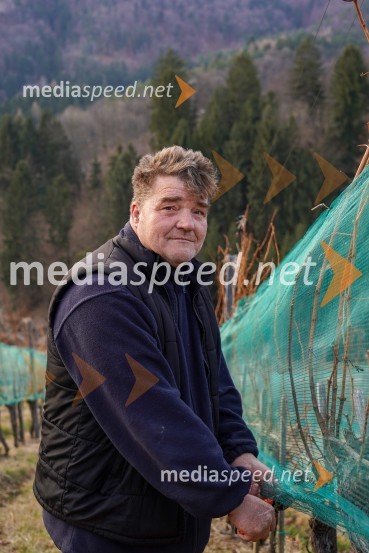 Trgatev grozdja na Meranovem