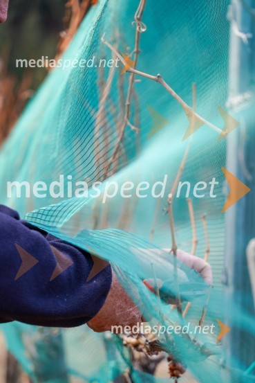 Trgatev grozdja na Meranovem