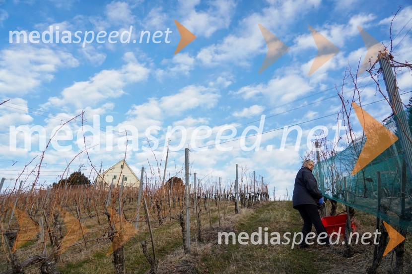 Trgatev grozdja na Meranovem