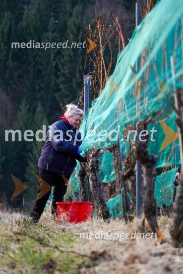  Violeta KuzmanTrgatev grozdja na Meranovem