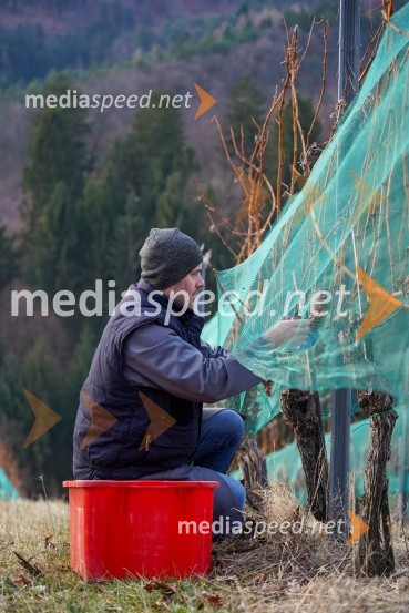  Uroš Kavkler, strokovni sodelavec, FKBV, MeranovoTrgatev grozdja na Meranovem