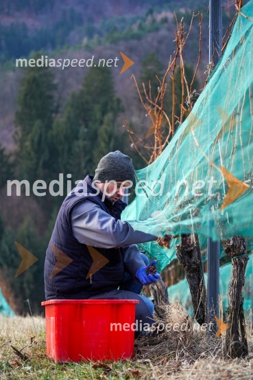  Uroš Kavkler, strokovni sodelavec, FKBV, MeranovoTrgatev grozdja na Meranovem