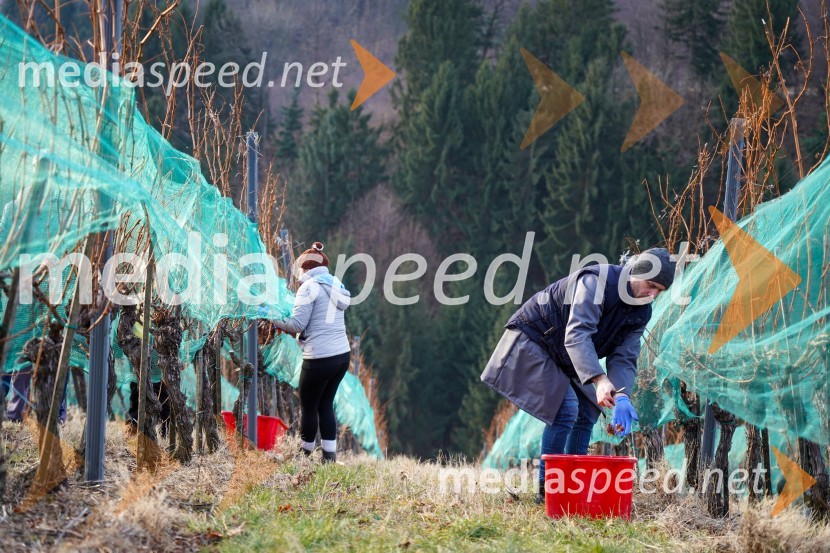  Uroš Kavkler, strokovni sodelavec, FKBV, MeranovoTrgatev grozdja na Meranovem