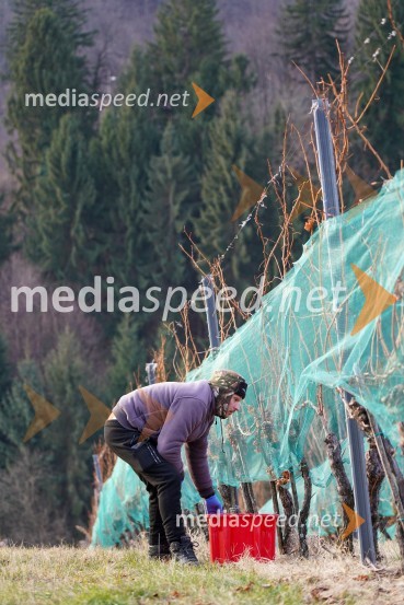 Trgatev grozdja na Meranovem