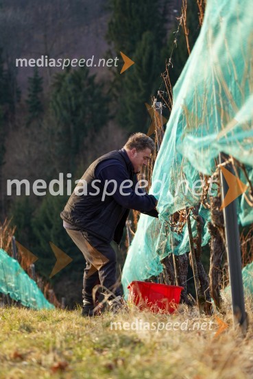 Trgatev grozdja na Meranovem
