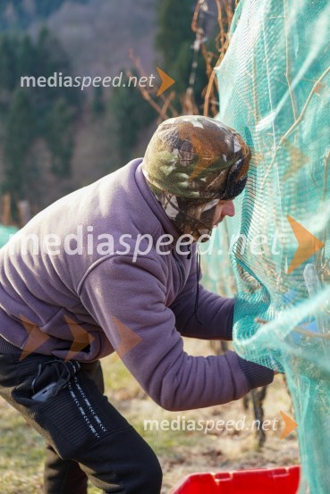 Trgatev grozdja na Meranovem