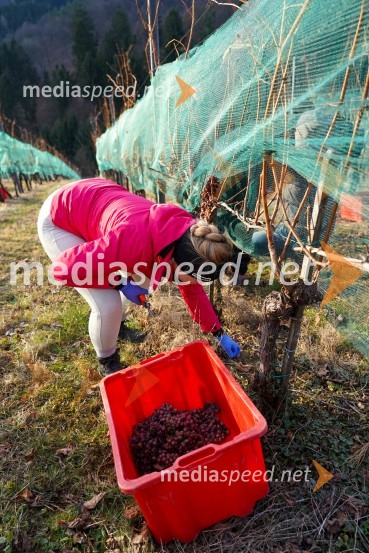  Urška JezaTrgatev grozdja na Meranovem