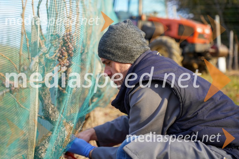  Uroš Kavkler, strokovni sodelavec, FKBV, MeranovoTrgatev grozdja na Meranovem