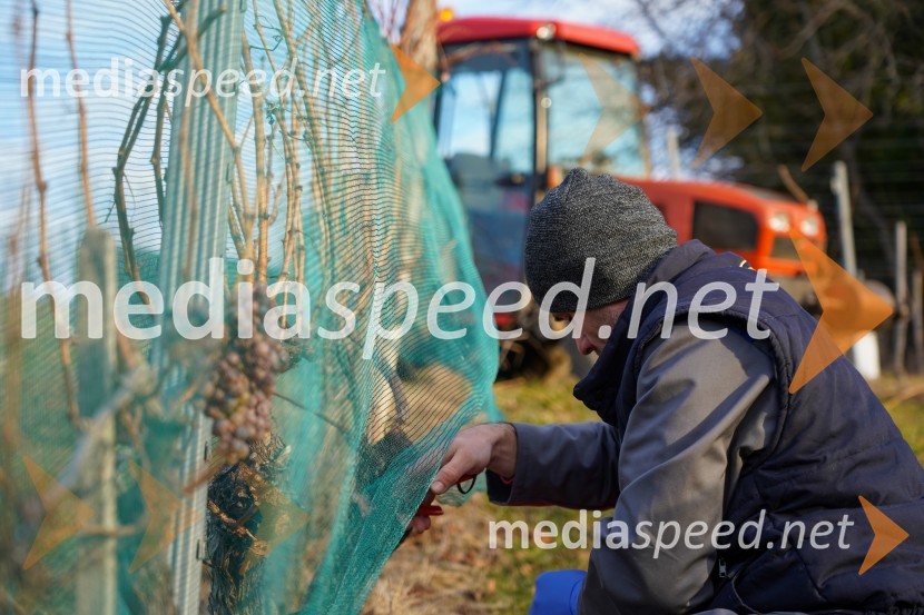  Uroš Kavkler, strokovni sodelavec, FKBV, MeranovoTrgatev grozdja na Meranovem