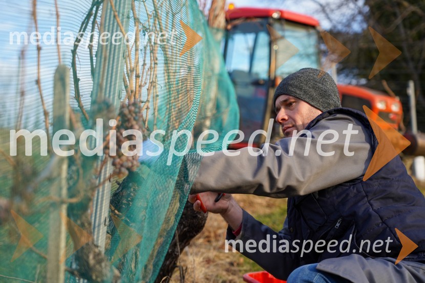  Uroš Kavkler, strokovni sodelavec, FKBV, MeranovoTrgatev grozdja na Meranovem
