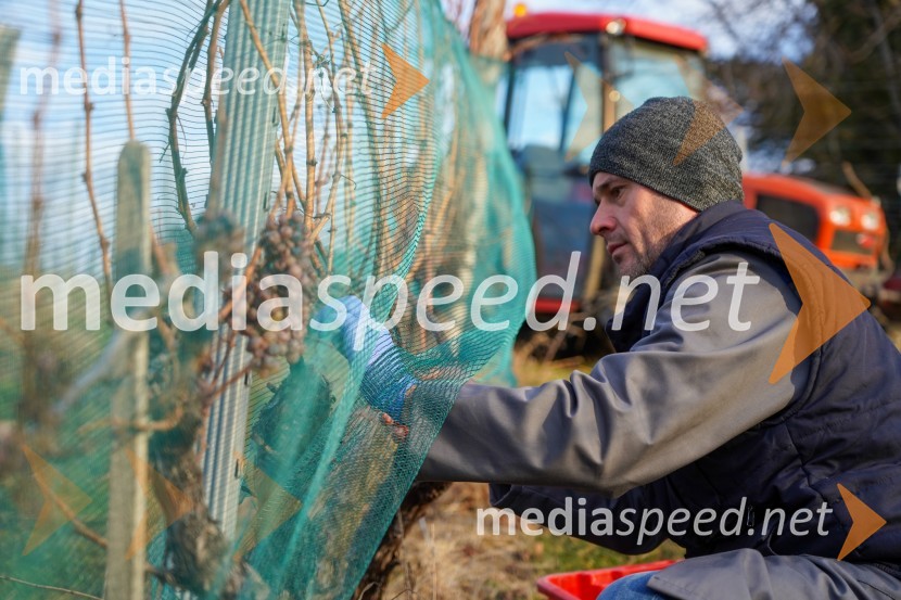  Uroš Kavkler, strokovni sodelavec, FKBV, MeranovoTrgatev grozdja na Meranovem