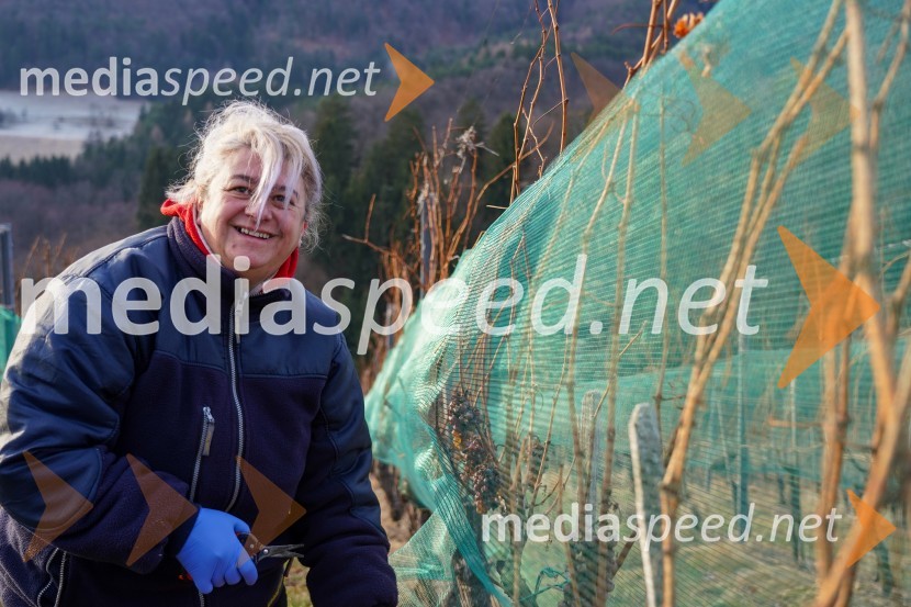  Jovanka StoicevTrgatev grozdja na Meranovem