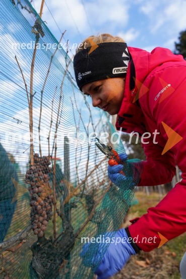  Urška JezaTrgatev grozdja na Meranovem