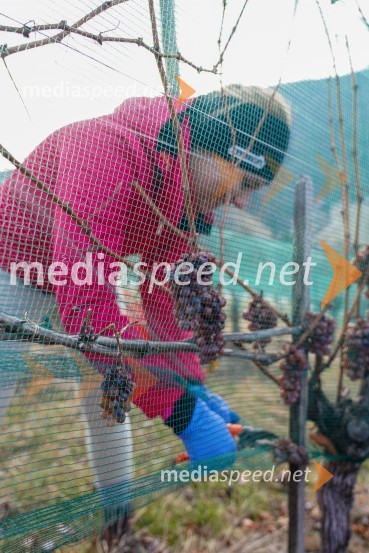  Urška JezaTrgatev grozdja na Meranovem