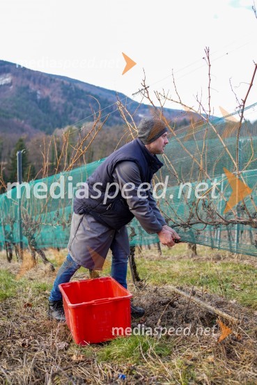  Uroš Kavkler, strokovni sodelavec, FKBV, MeranovoTrgatev grozdja na Meranovem