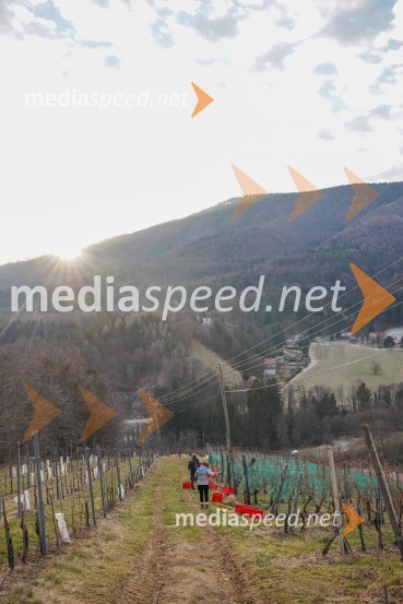 Trgatev grozdja na Meranovem