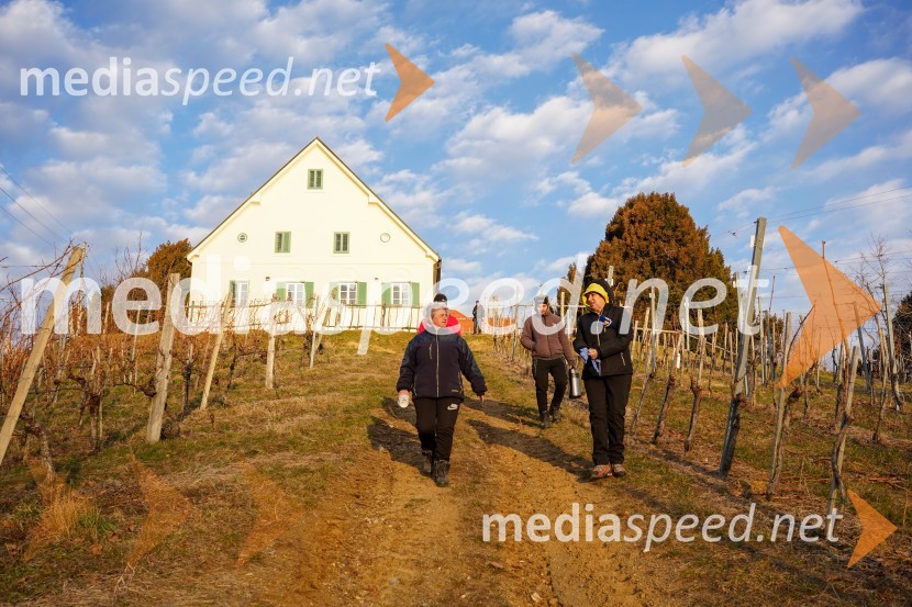 Trgatev grozdja na Meranovem