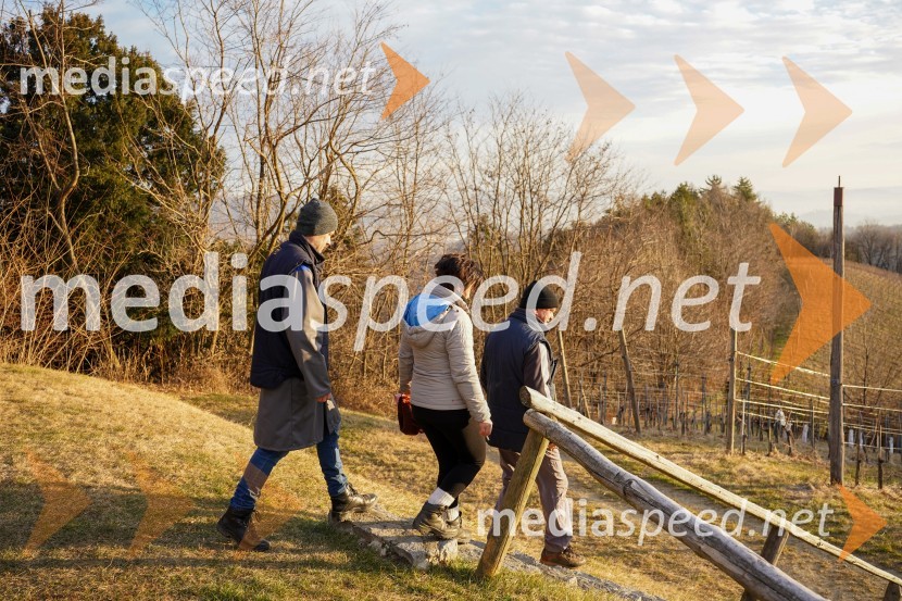 Trgatev grozdja na Meranovem