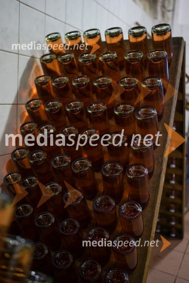 Trgatev grozdja na Meranovem