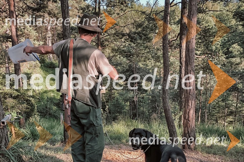 Nasveti za nepozaben ogled medveda na Kočevskem