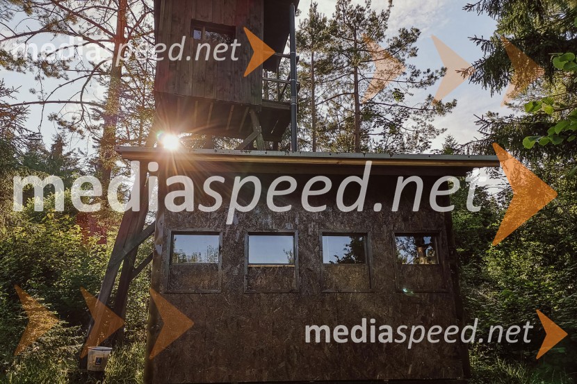 Nasveti za nepozaben ogled medveda na Kočevskem