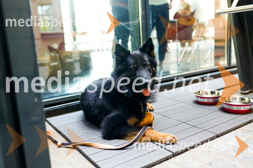 Psom prijazen in dostopen muzej, novinarska konferenca