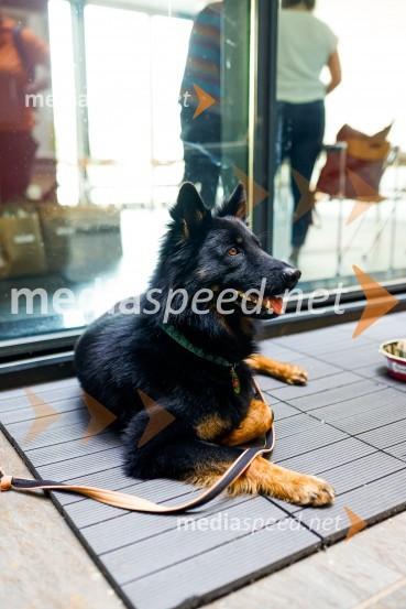 Psom prijazen in dostopen muzej, novinarska konferenca