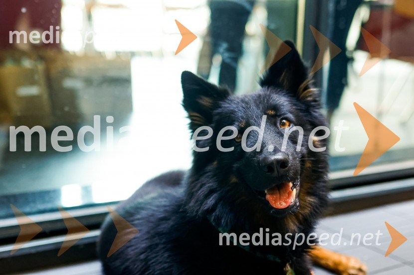 Psom prijazen in dostopen muzej, novinarska konferenca