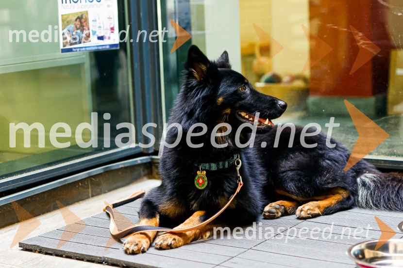 Psom prijazen in dostopen muzej, novinarska konferenca