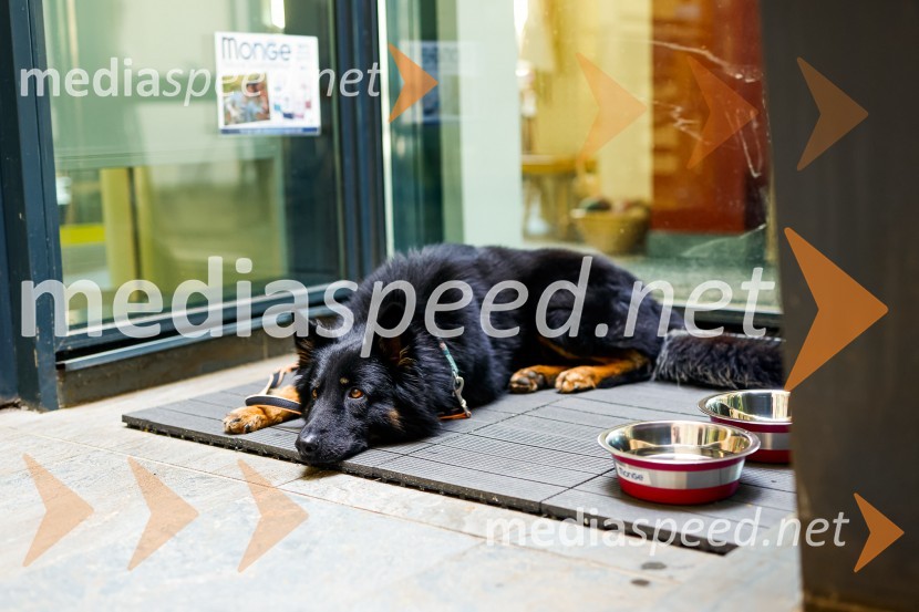 Psom prijazen in dostopen muzej, novinarska konferenca