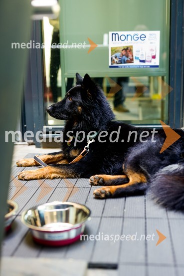 Psom prijazen in dostopen muzej, novinarska konferenca