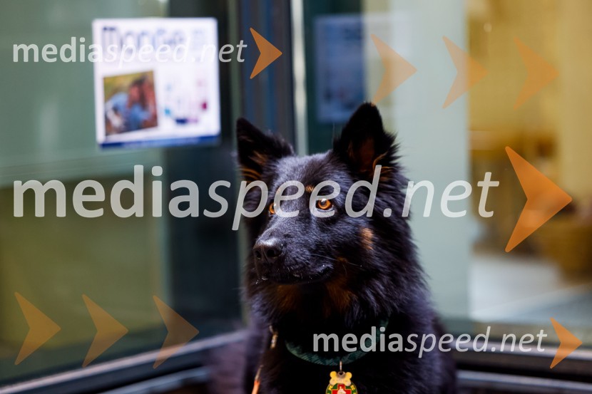 Psom prijazen in dostopen muzej, novinarska konferenca