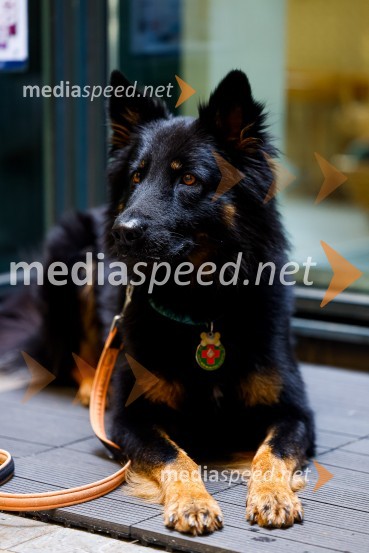 Psom prijazen in dostopen muzej, novinarska konferenca