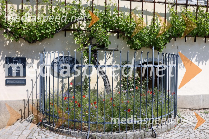 Novinarska konferenca Vinske reprezentance Slovenije pred odhodom na evropsko prvenstvo