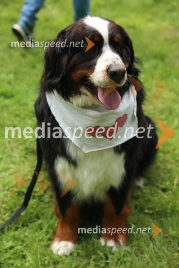 40. Maraton treh src