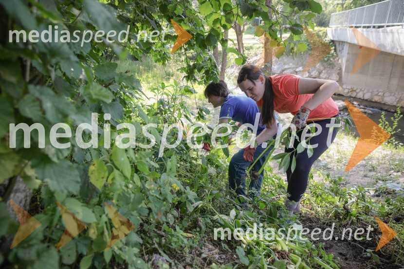 Akcija Očistimo Kranj invazivk