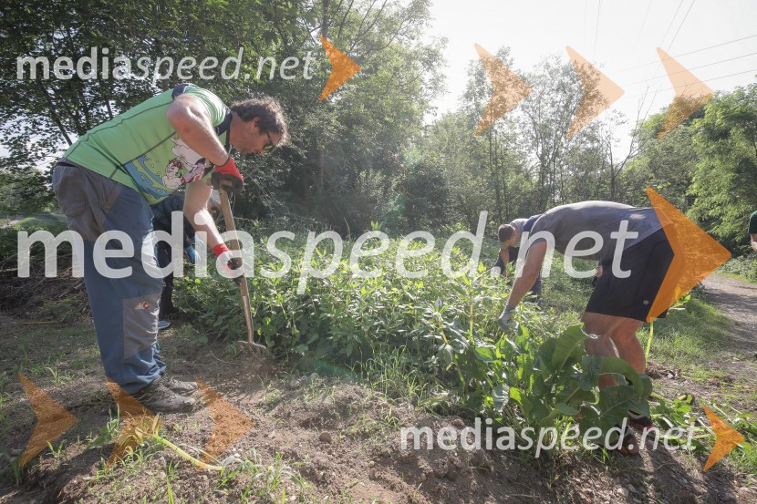 Akcija Očistimo Kranj invazivk